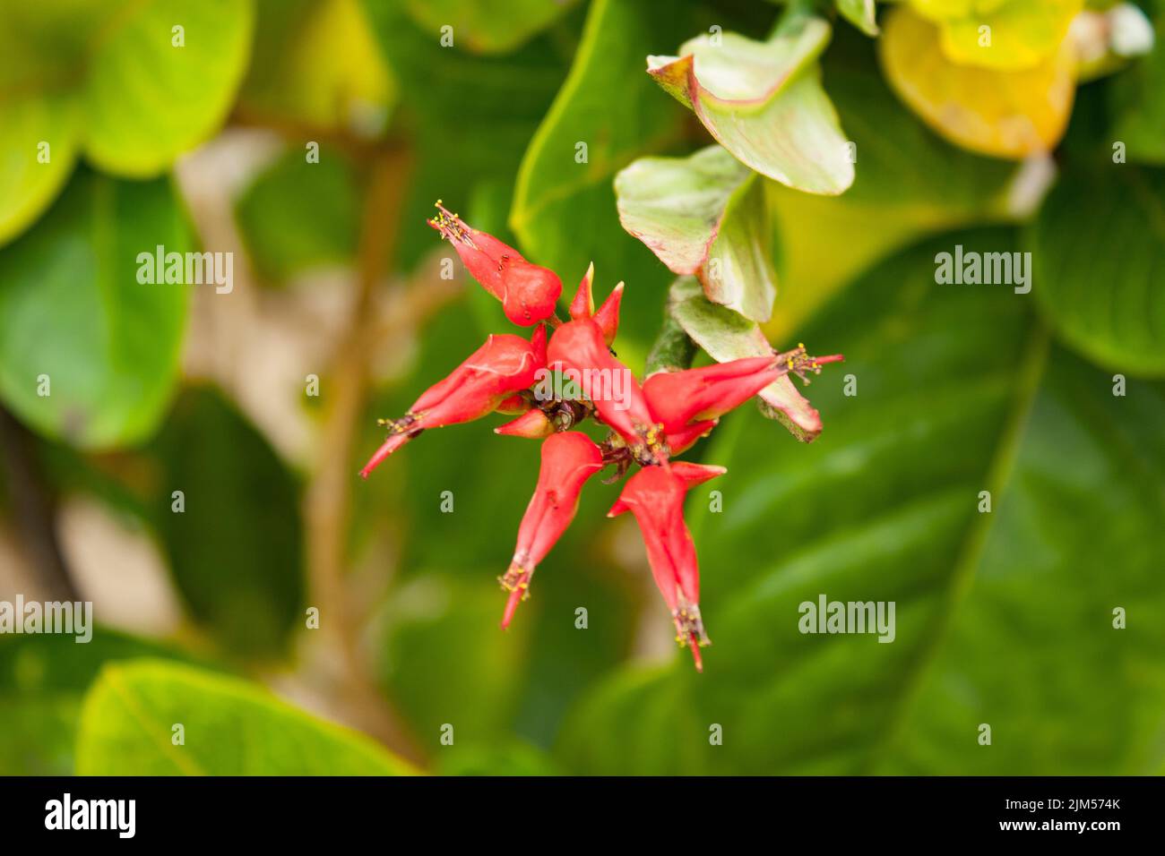 Gros plan sur Euphorbia tithymaloides Banque D'Images