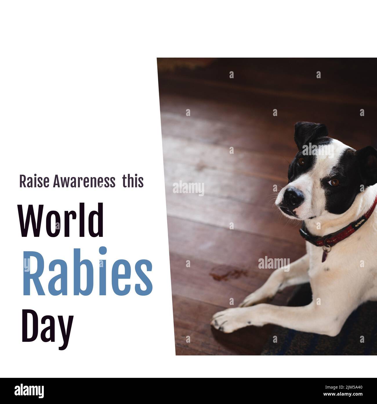 Chien regardant la caméra avec une sensibilisation accrue ce texte de la Journée mondiale de la rage sur fond blanc isolé Banque D'Images