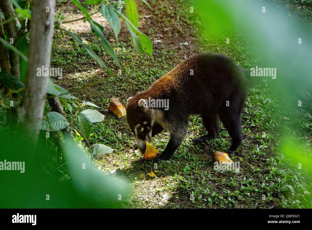 Gros plan d'un coati ou coatimund manger des fruits jaunes et regarder très heureux et contenu. Dans mistico arenal ponts suspendus parc alajuela province la f Banque D'Images