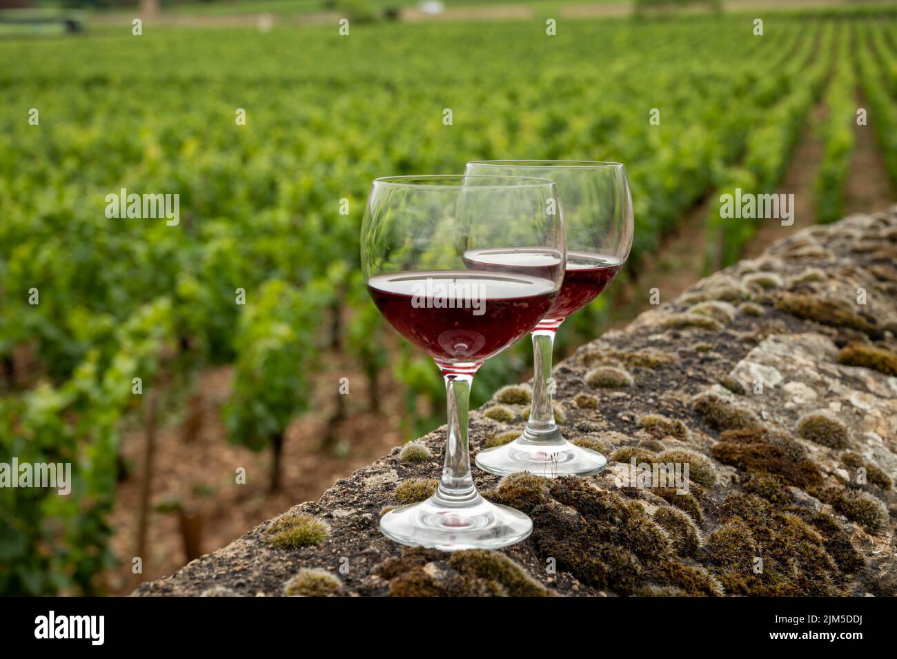 Visitez des grottes et dégustez du vin rouge sec de pinot noir en verre sur les vignobles de la cru, premier et grand, dans la région viticole de Bourgogne, en France Banque D'Images