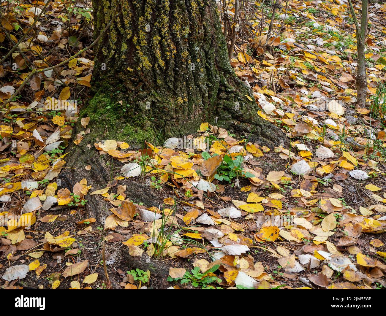 Une belle vue sur les feuilles tombées en automne sur le sol autour d'un grand arbre dans la forêt en plein jour Banque D'Images