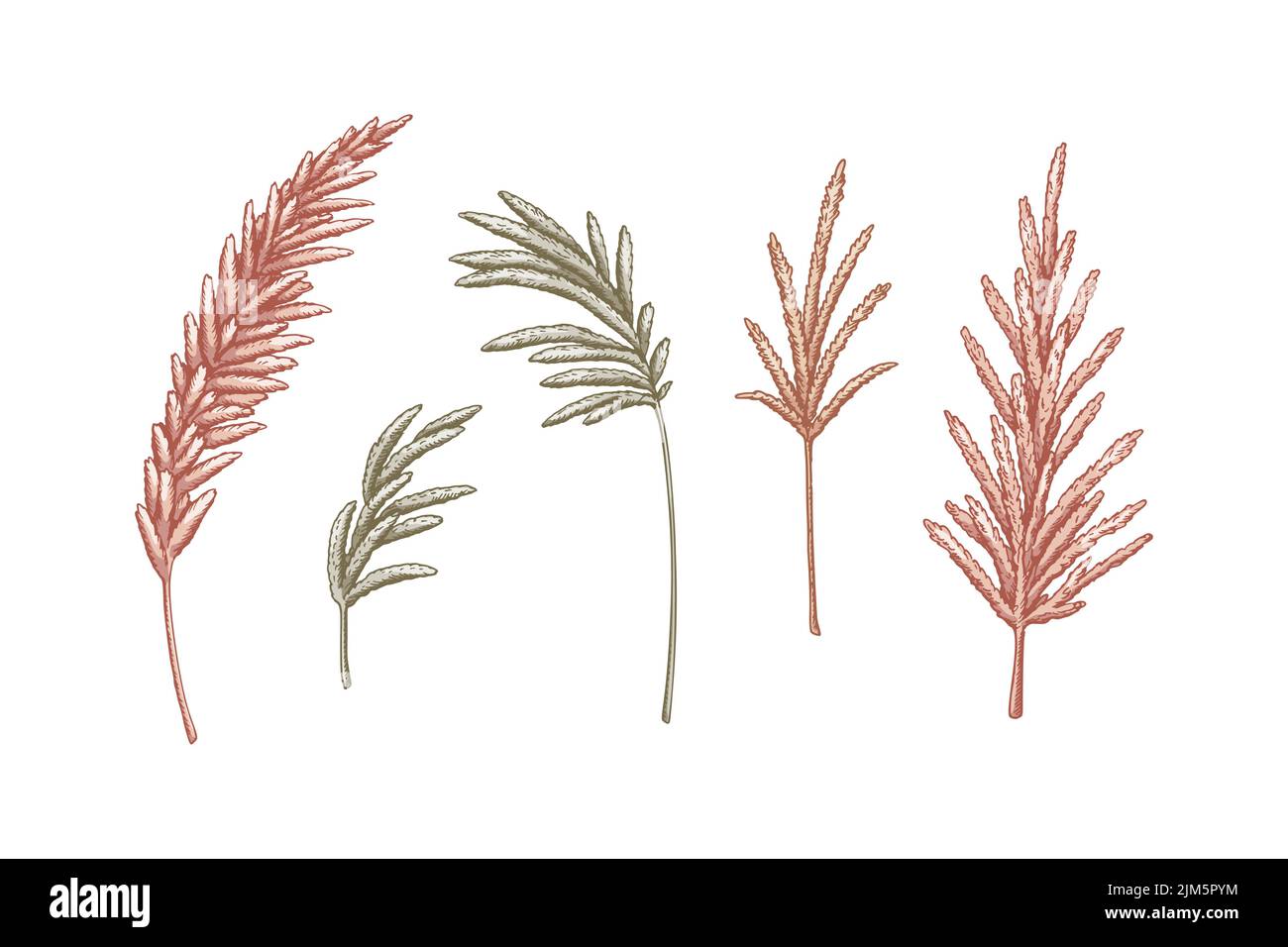 L'herbe de la pampa Banque d'images vectorielles - Alamy