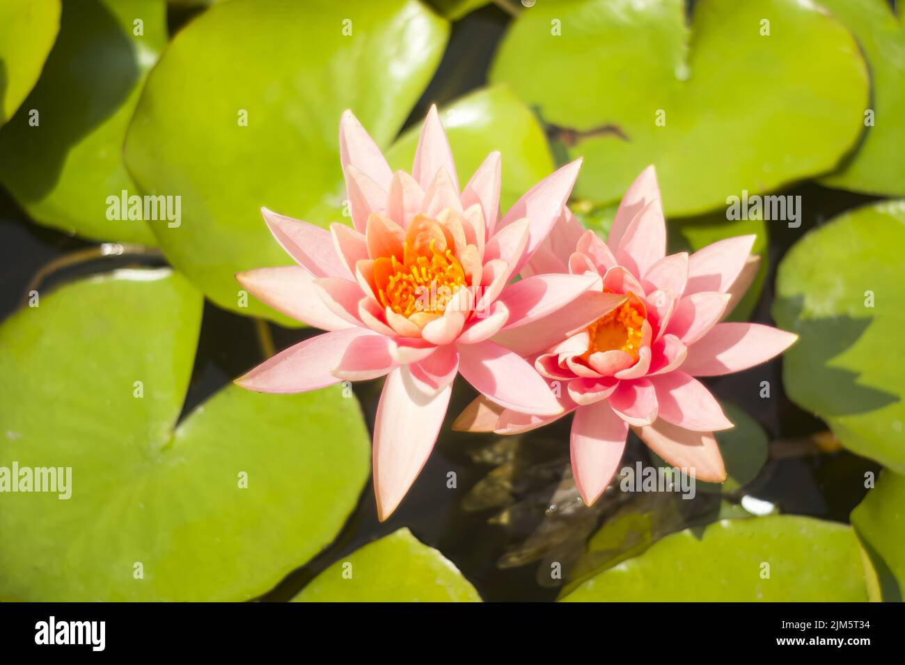 Une belle paire de nénuphars sur des feuilles vertes floues par l'objectif. Nymphée ou nénuphars est une plante herbacée vivace bien connue Banque D'Images