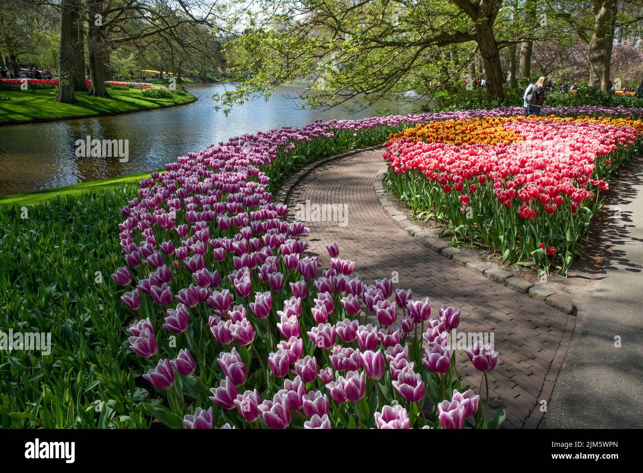Une vue magnifique sur les tulipes colorées dans un parc de Keukenhof, aux pays-Bas Banque D'Images