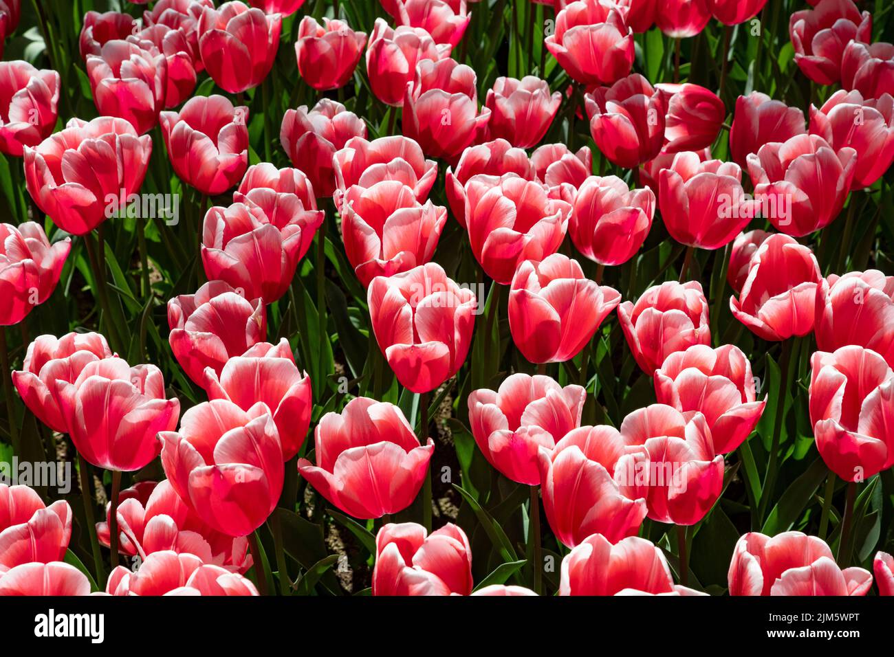 Une belle photo de tulipes roses, parfaite pour les fonds d'écran et les fonds d'écran Banque D'Images