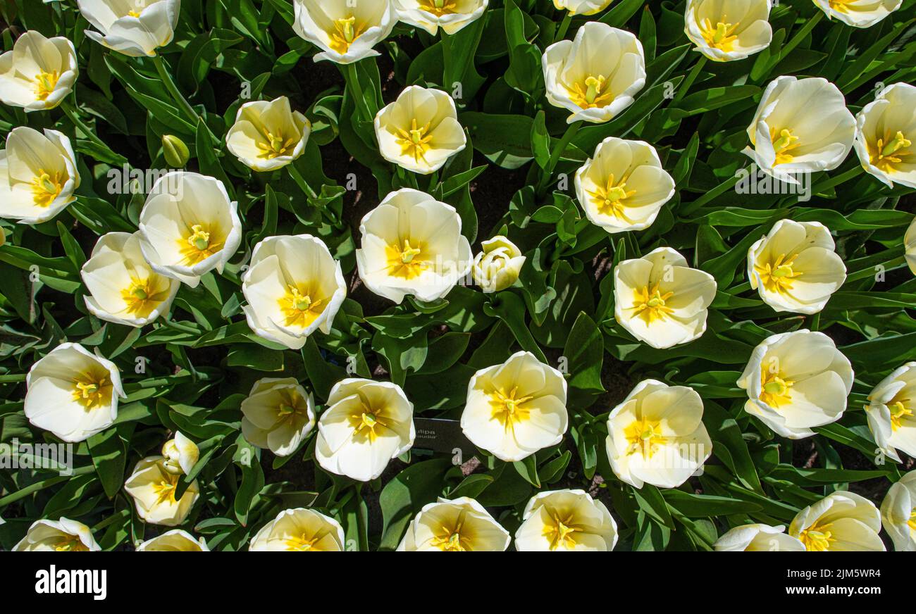 Une vue de dessus de magnifiques tulipes blanches, parfait pour les fonds d'écran et les fonds d'écran Banque D'Images