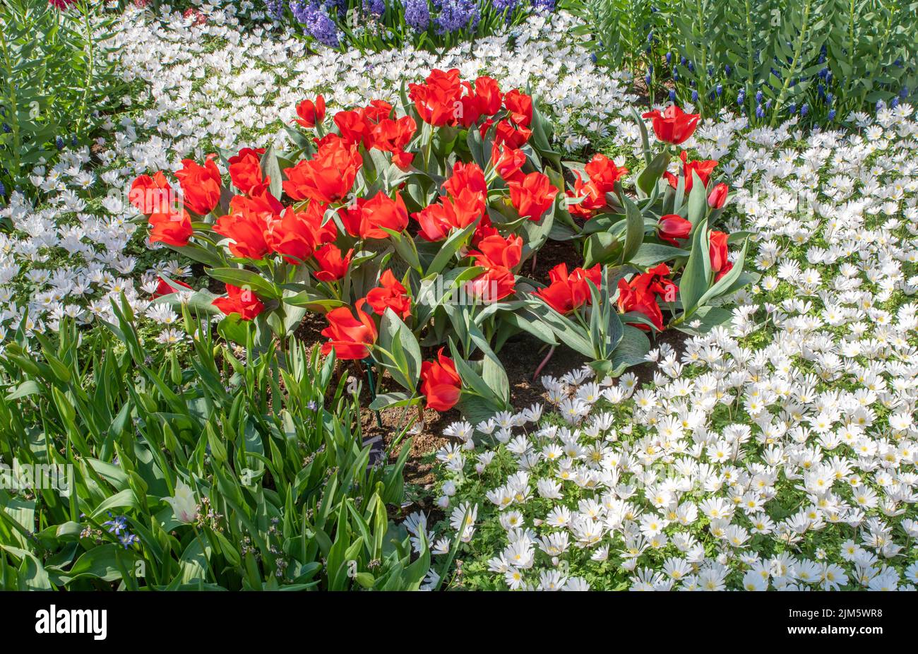Une belle photo de tulipes rouges entourée de plantes de glace blanches dans le jardin Banque D'Images