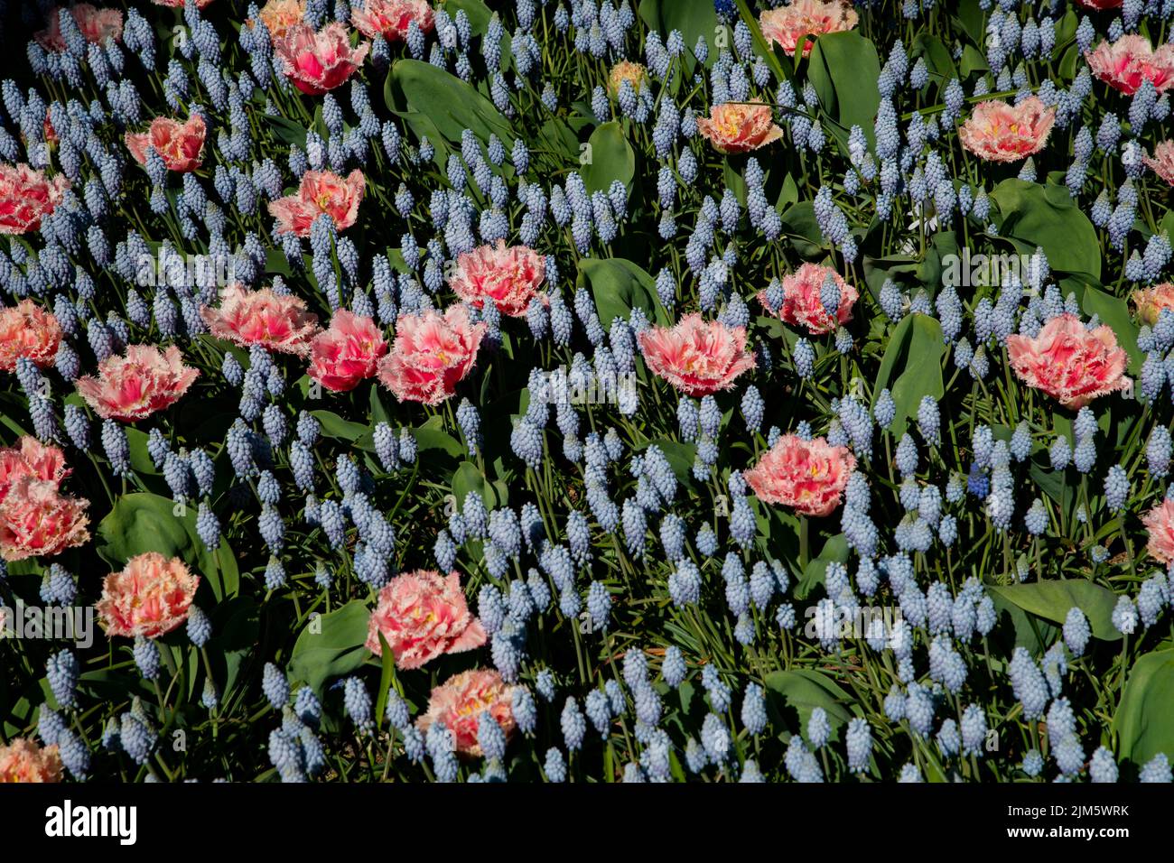 Une belle photo de tulipes doubles et de fleurs de jacinthe de raisin - parfait pour les arrière-plans Banque D'Images