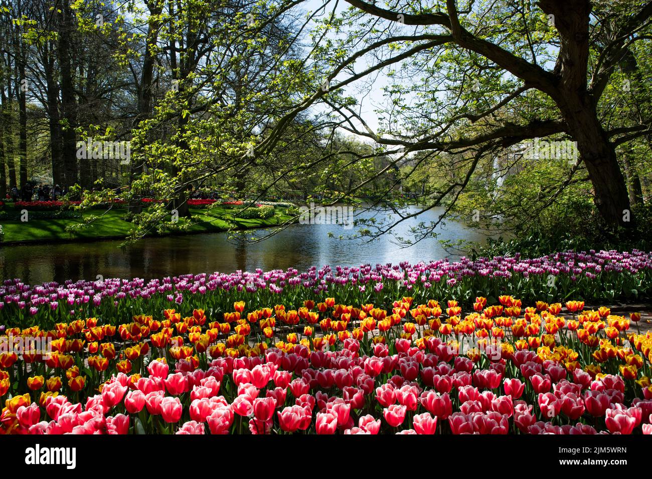 Une vue magnifique sur les fleurs colorées dans un parc de Keukenhof, aux pays-Bas Banque D'Images