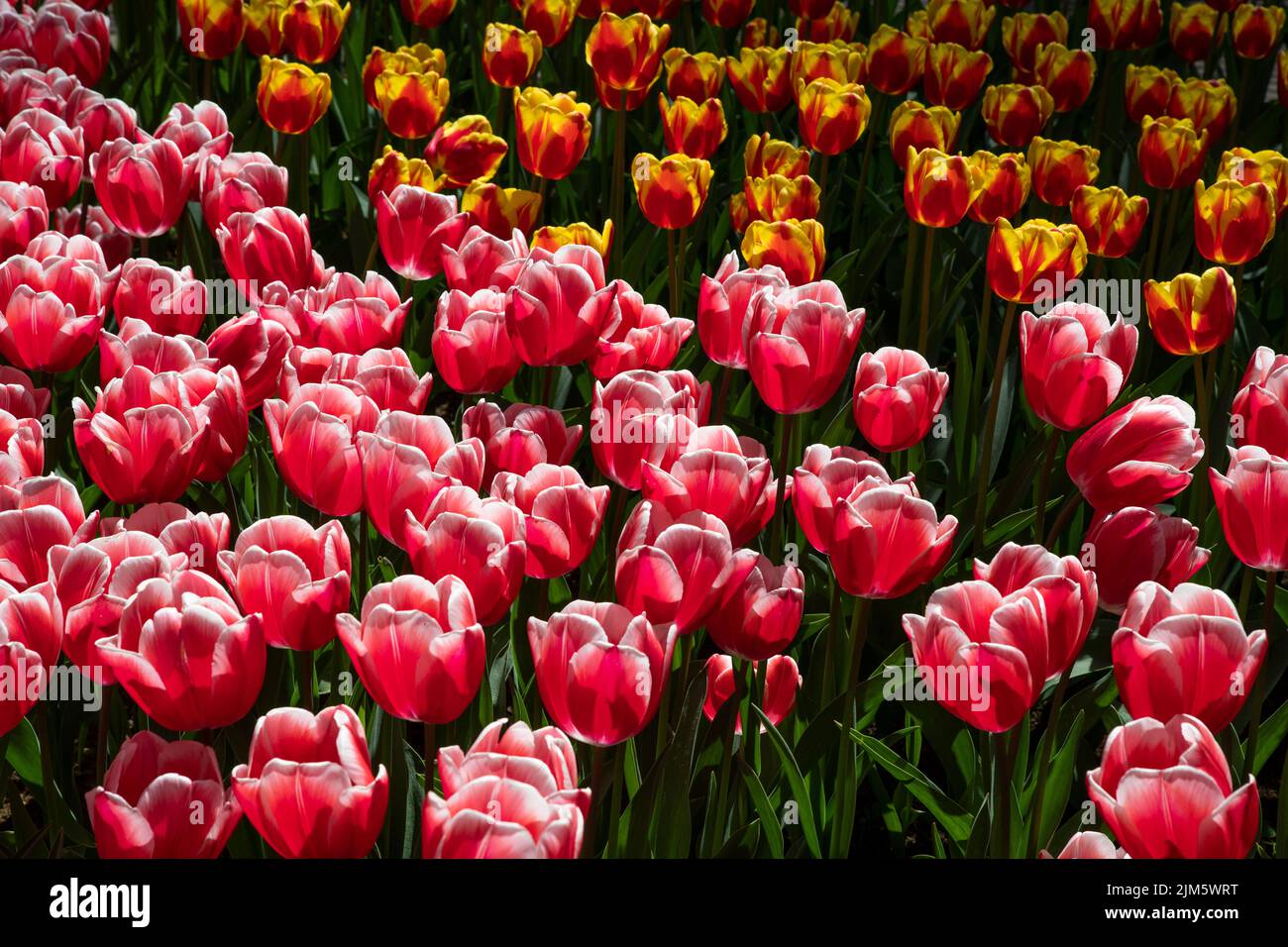 Un magnifique cliché de tulipes roses et orange, parfait pour les fonds d'écran et les fonds d'écran Banque D'Images