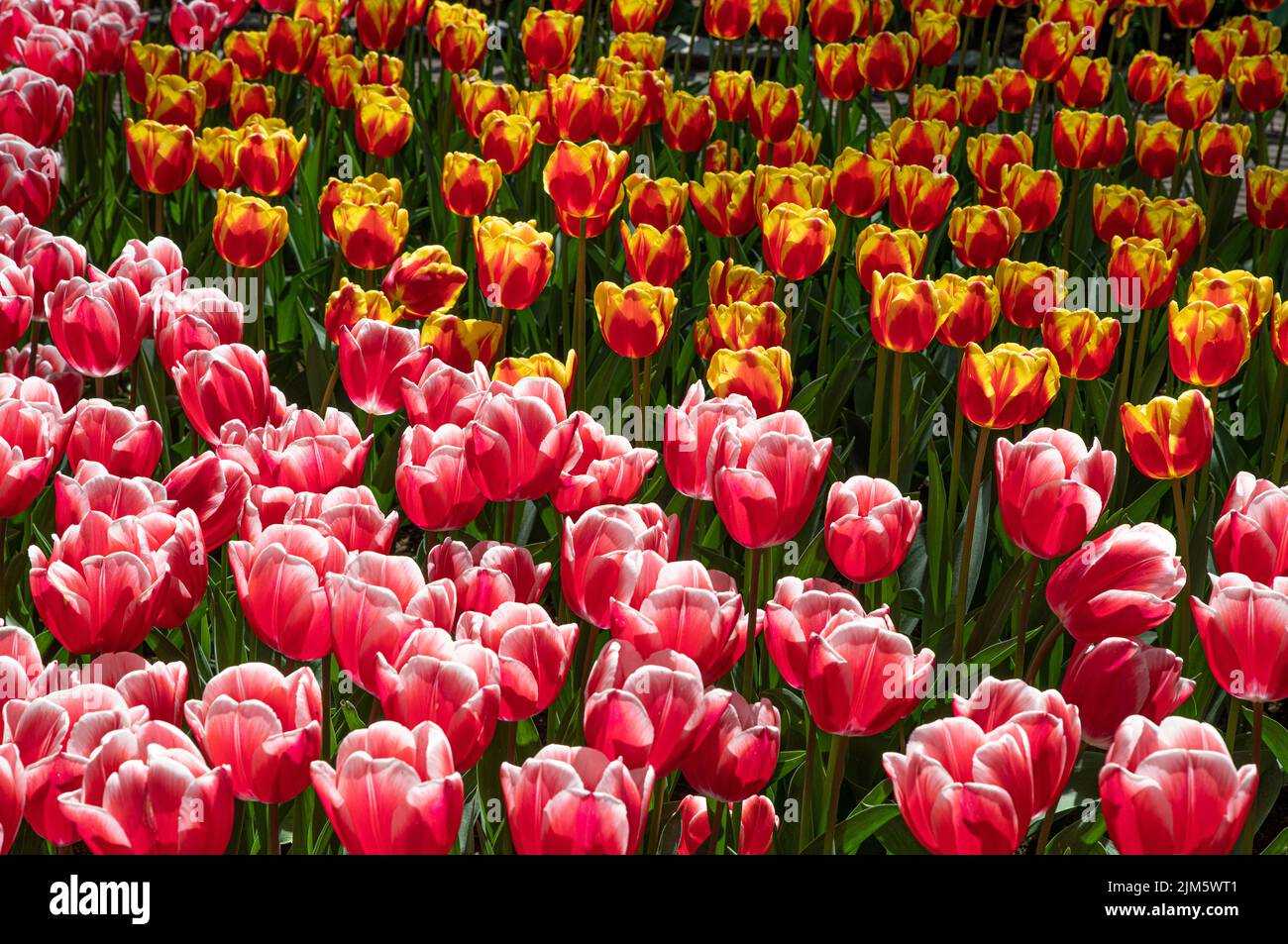 Un magnifique cliché de tulipes roses et orange, parfait pour les fonds d'écran et les fonds d'écran Banque D'Images