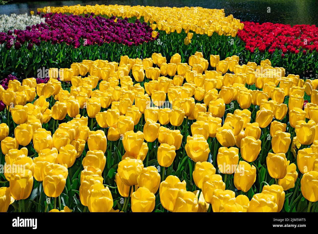 Une belle photo d'un tas de tulipes colorées - parfait pour les arrière-plans et les fonds d'écran Banque D'Images