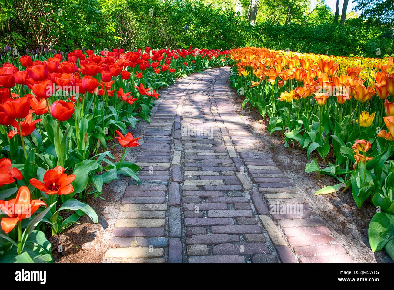 Une vue magnifique sur un sentier entouré de tulipes colorées dans un parc de Keukenhof, aux pays-Bas Banque D'Images