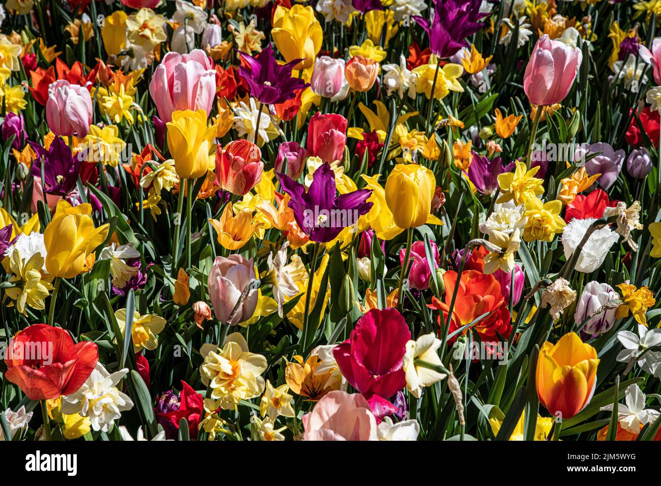 Une belle photo d'un bouquet de tulipes colorées dans le jardin Banque D'Images