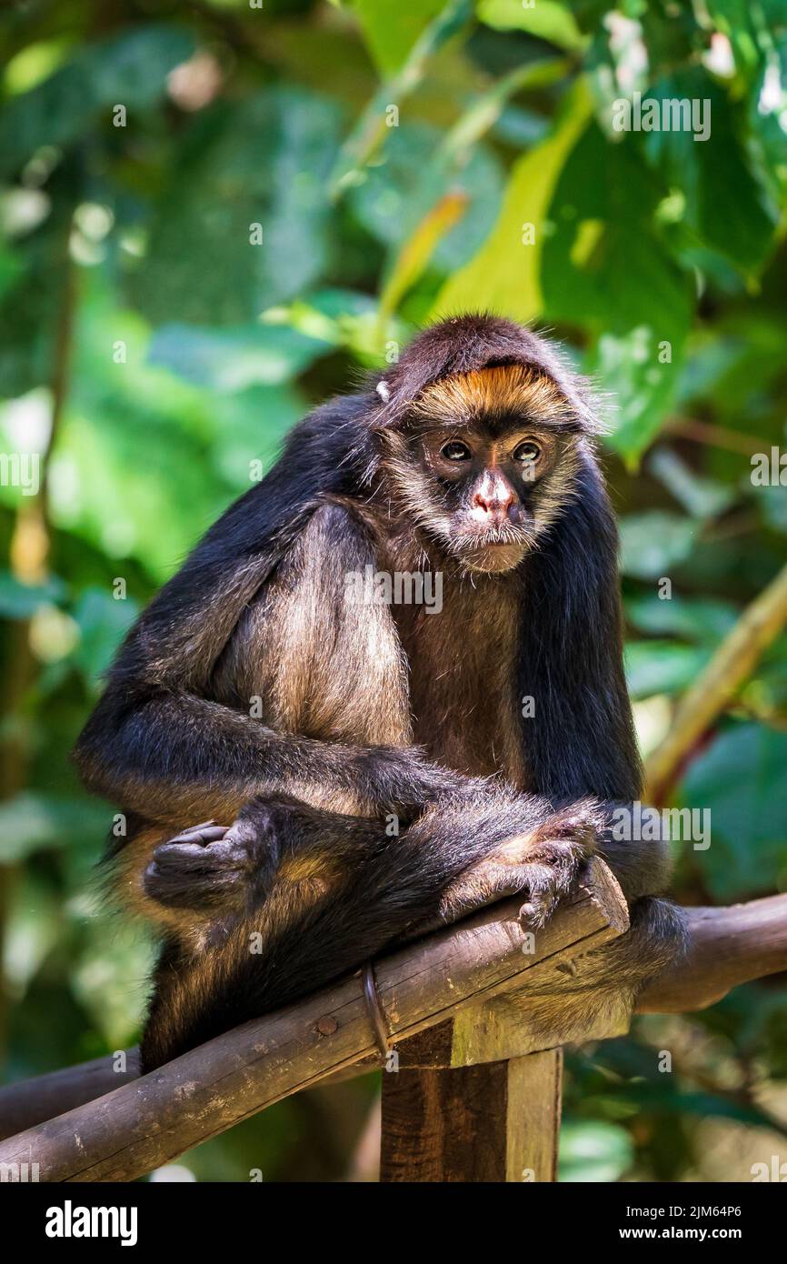 Une grande partie de la faune au zoo de Quistococha à Iquitos, au Pérou, est sauvée du commerce des animaux de compagnie. La photo ici est le Capuchin touffeté (Sapajus apella). Banque D'Images