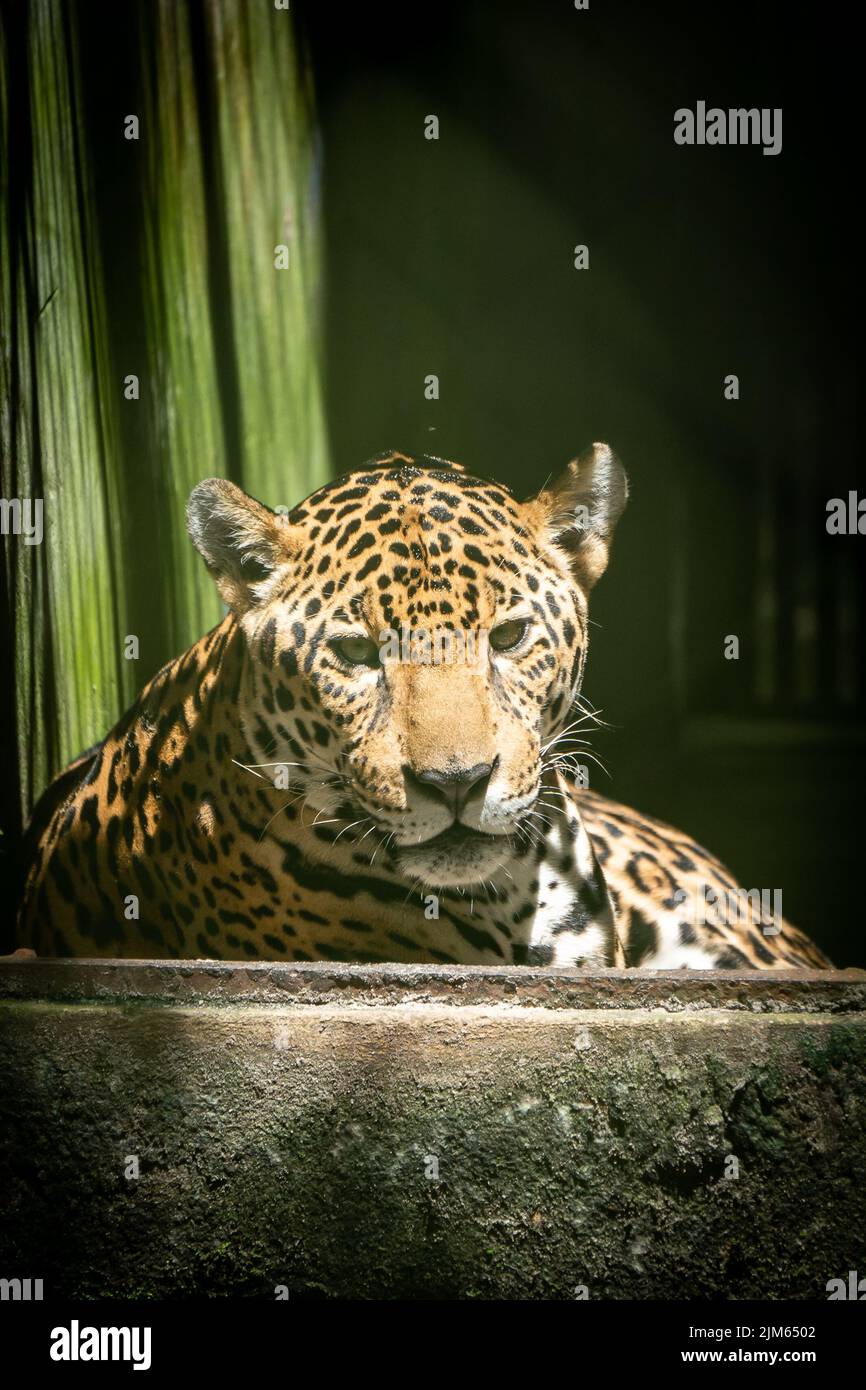 Une grande partie de la faune au zoo de Quistococha à Iquitos, au Pérou, est sauvée du commerce des animaux de compagnie. La photo ici est le léopard (Panthera onca). Banque D'Images