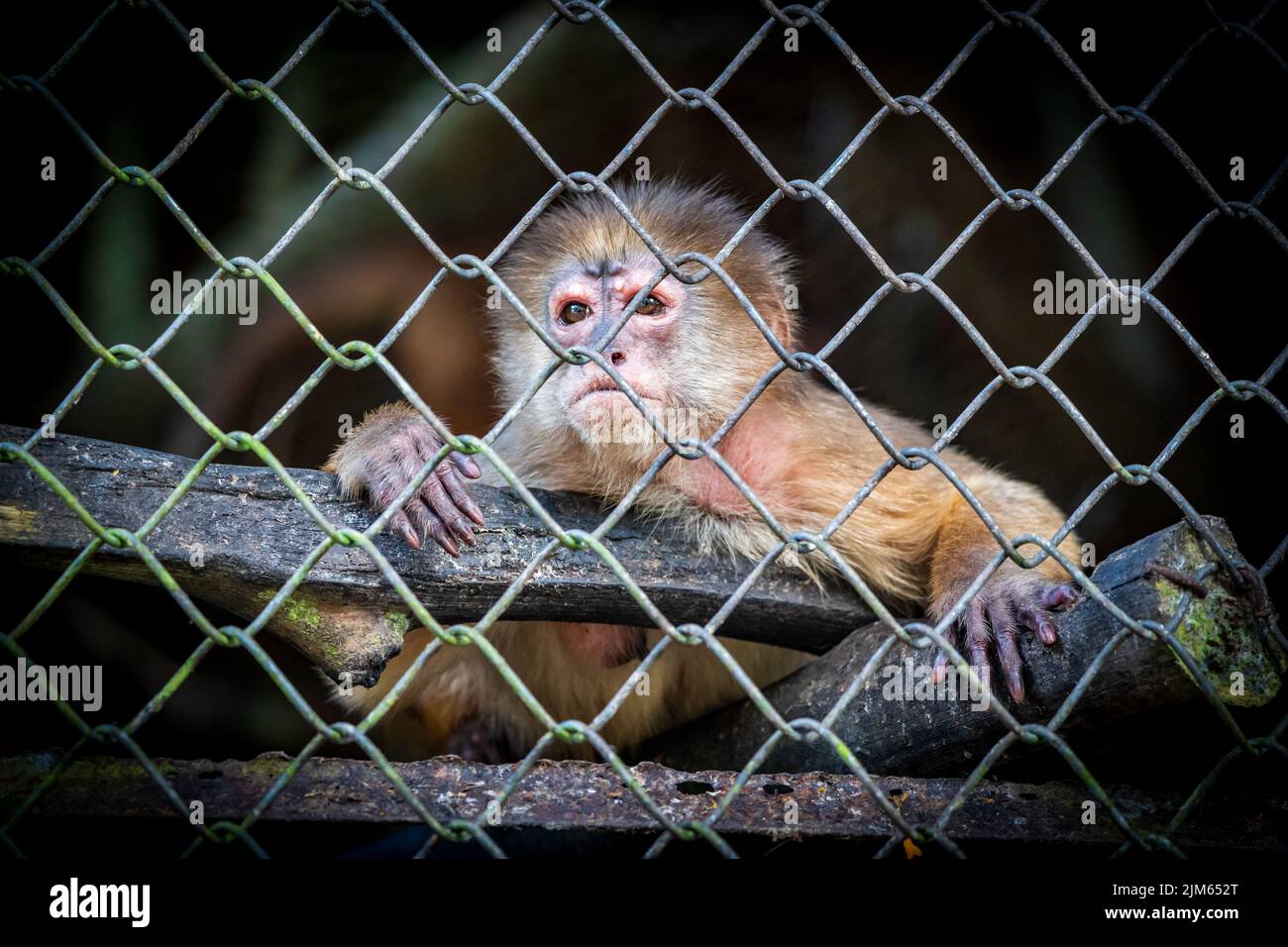 Beaucoup de faune au zoo de Quistococha à Iquitos, Pérou est sauvé du commerce des animaux de compagnie. La photo ici est le capuchin à froncé blanc (albifrons de Cebus albifrons albifrons). Banque D'Images