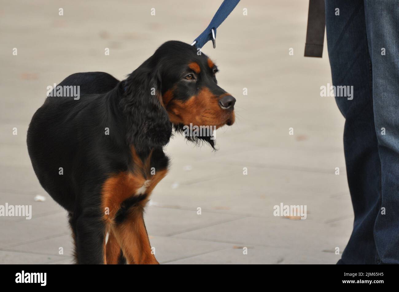 Un adorable paniel brun foncé sur une laisse bleue Banque D'Images