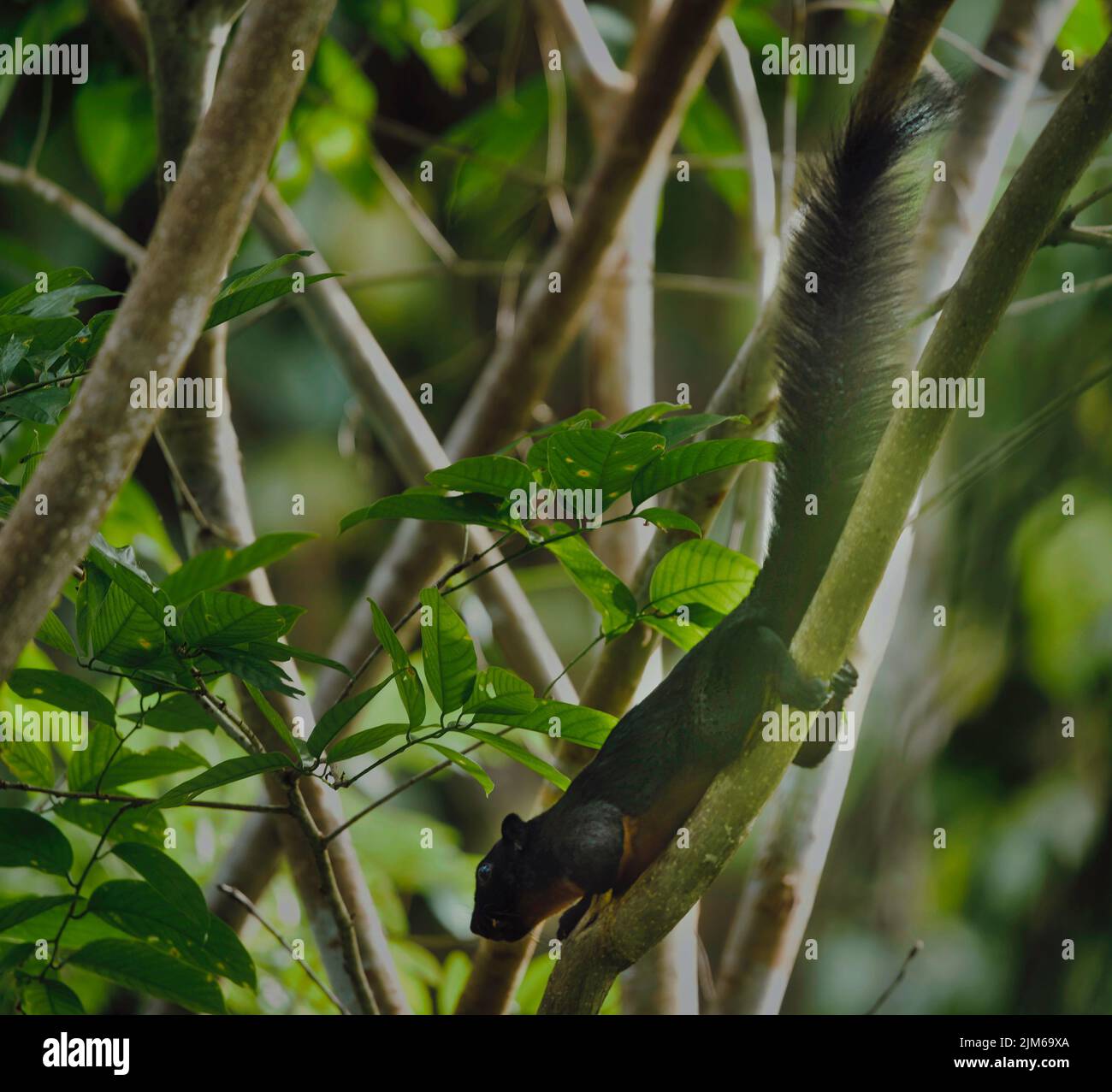 L'écureuil de Prevost (Callosciurus prevostii) sur une branche d'arbre à Bornéo Banque D'Images