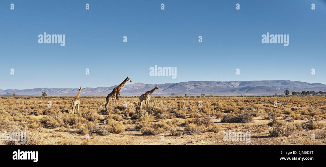 Belle girafe. Une photo d'une belle girafe sur la savane en fin d'après-midi en Afrique du Sud. Banque D'Images