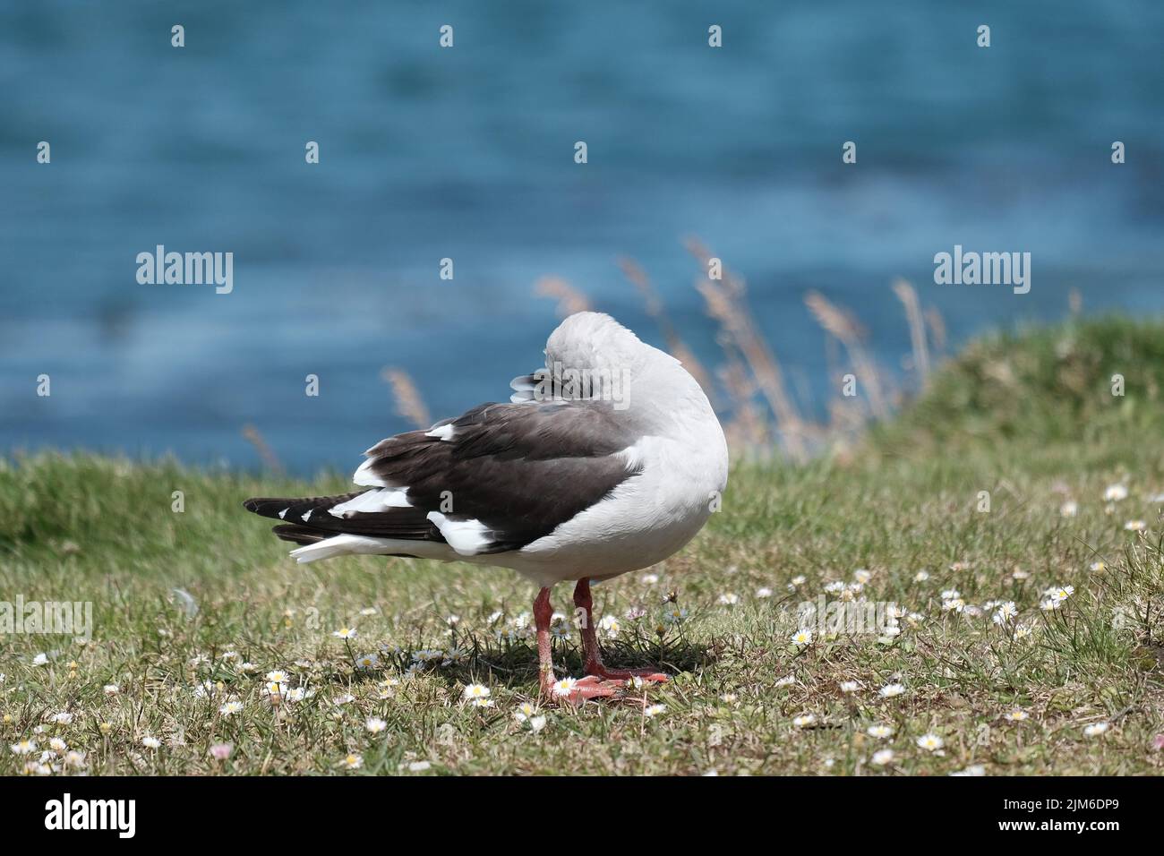 Gros plan d'un mouette sur la côte d'Ushuaia en Argentine Banque D'Images