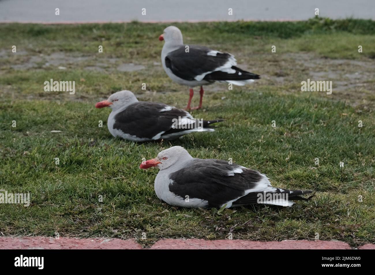 Un troupeau de mouettes sur un terrain sur la côte d'Ushuaia, en Argentine Banque D'Images