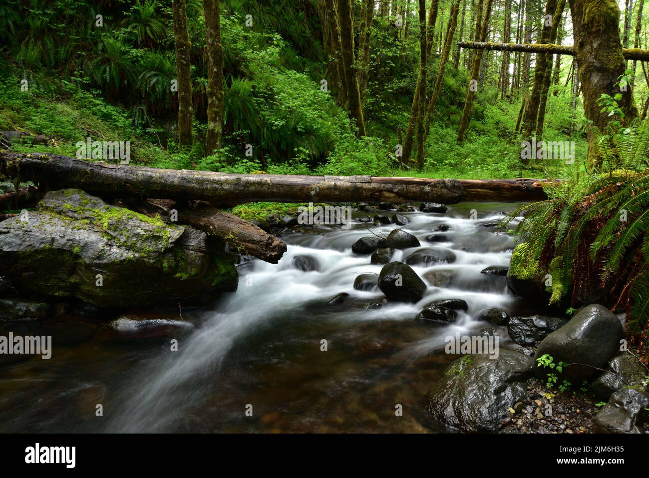 C'est Idiot Creek, dans la forêt d'État de Tillamook, en Oregon. Il a obtenu son nom d'être près d'un camp d'exploitation forestière établi après la brûlure de Tillamook cela Banque D'Images