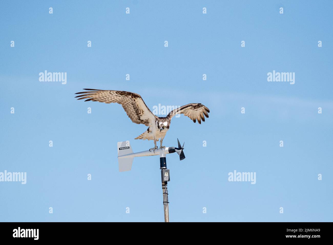 Osprey à Cape Cod Banque D'Images