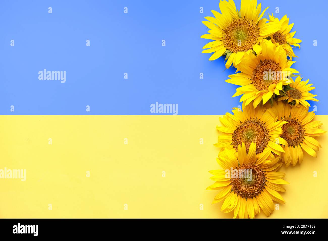 Magnifiques tournesols sur le drapeau ukrainien, vue de dessus Banque D'Images