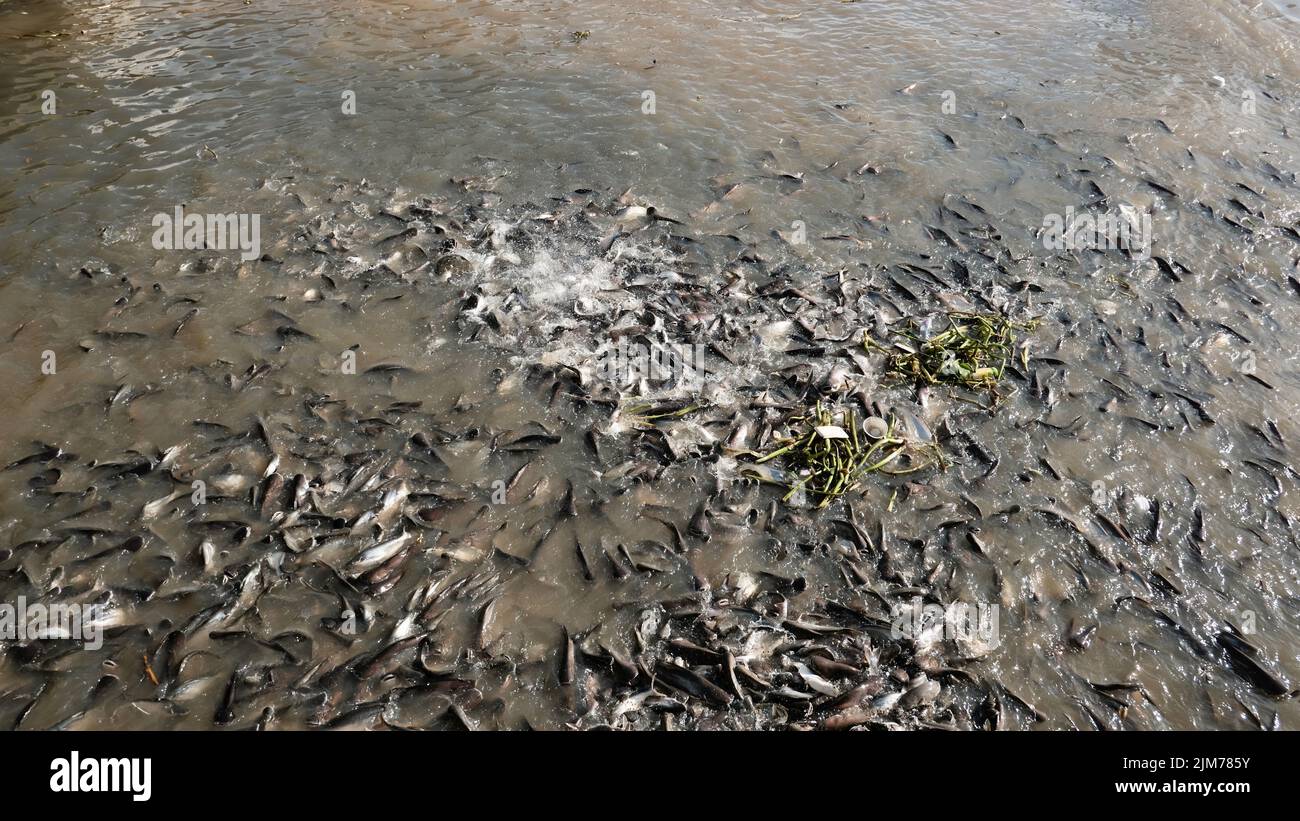 Poissons bavardant dans la sale rivière Chao Phraya Bangkok Thaïlande Banque D'Images