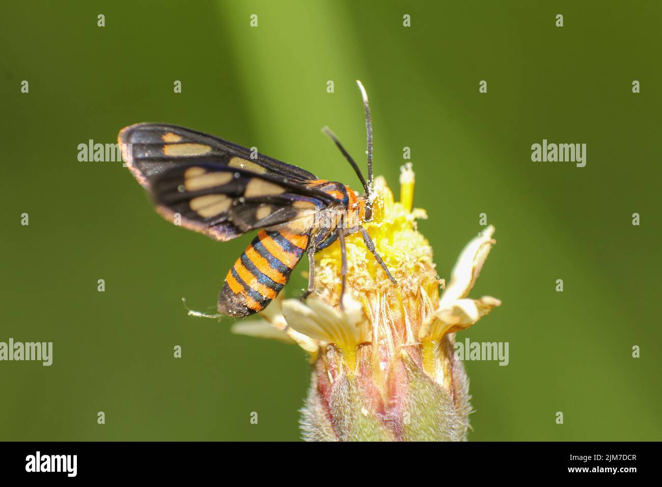Un gros plan d'une abeille perchée sur une fleur avec un arrière-plan flou à Ciamis, Java Ouest, Indonésie Banque D'Images