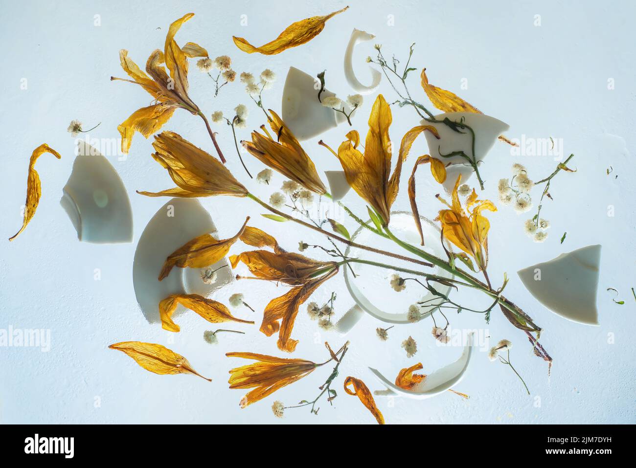 Barbes aux fleurs jaunes, composition florale, beauté du concept de pourriture Banque D'Images