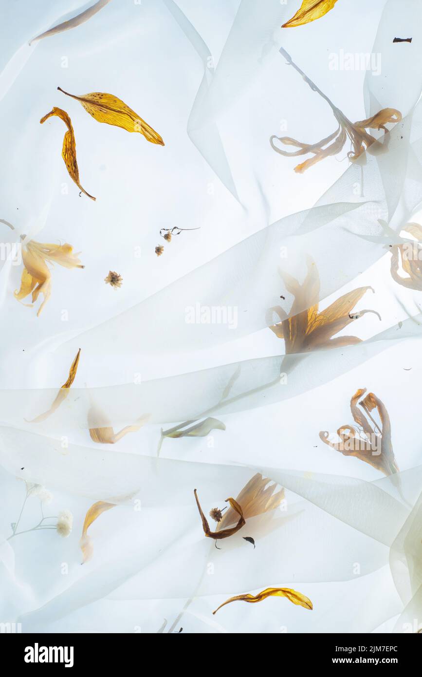 Motif Lily, fleurs jaunes en toile de fond, motif botanique, verre transparent et gouttes Banque D'Images