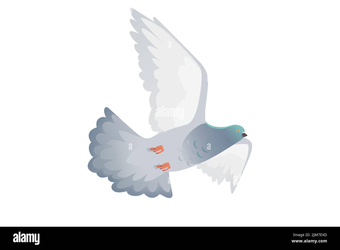 Pigeon gris avec tête verte volant ville colombe oiseau vecteur illustration dessin animé animal conception Illustration de Vecteur