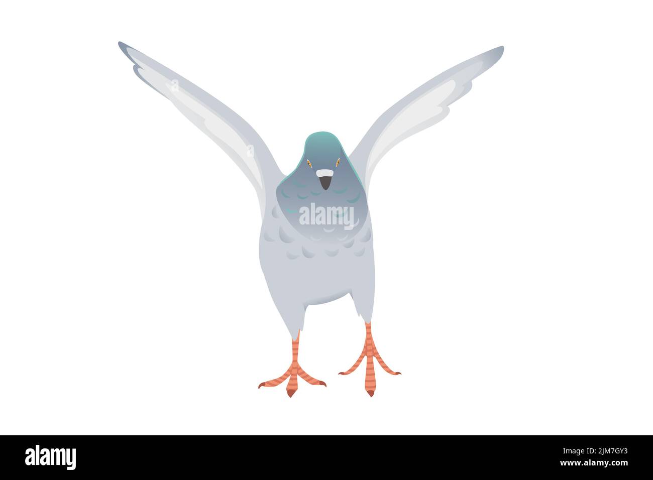 Pigeon gris avec tête verte volant ville colombe oiseau vecteur illustration dessin animé animal conception Illustration de Vecteur