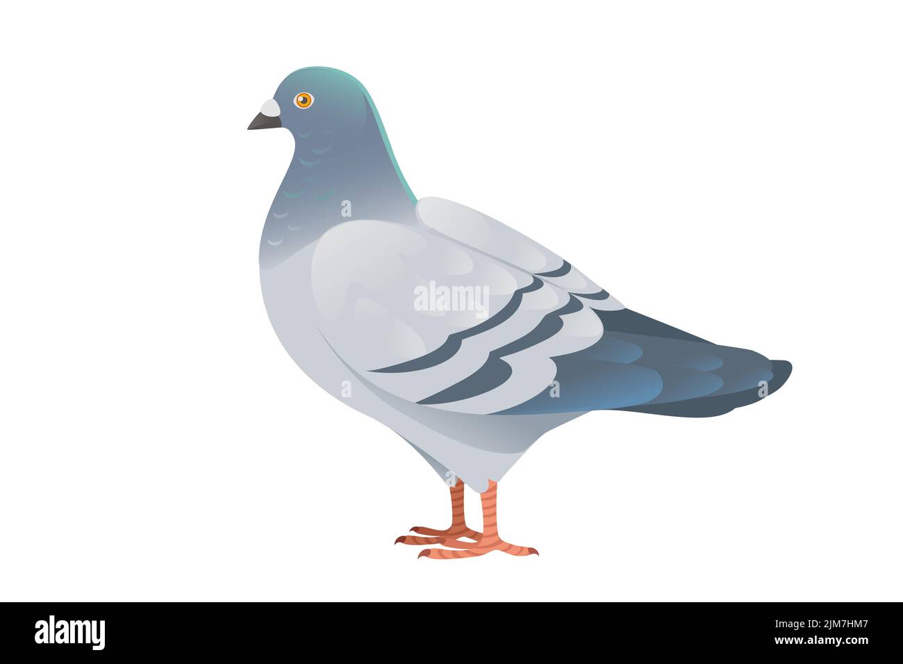 Pigeon gris avec tête verte debout au sol ville colombe oiseau vecteur illustration dessin animé animal dessin Illustration de Vecteur