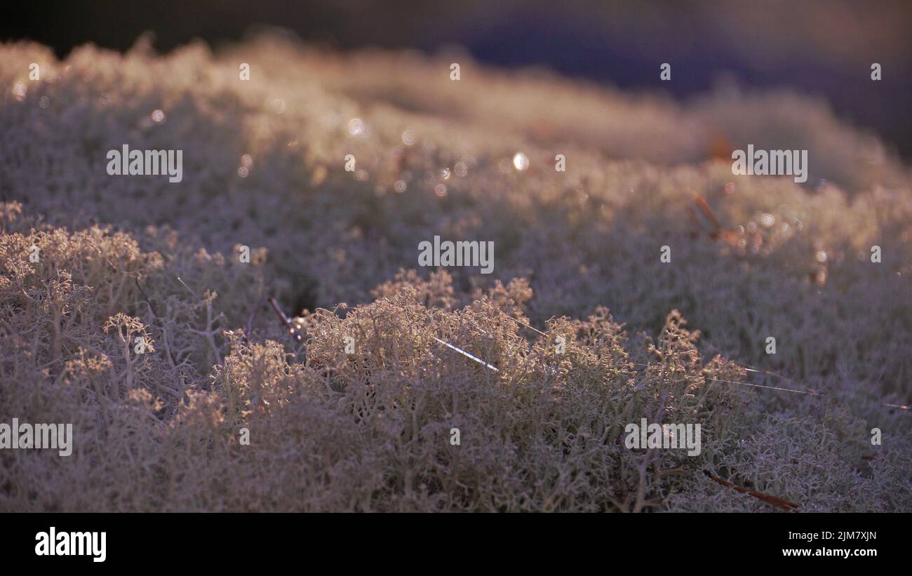 Jäkälää vastavalossa / Lichen en contre-jour. Lamminniemi, Vehmersalmi, Finlande, 2021-09-27 16:38 +03. Banque D'Images