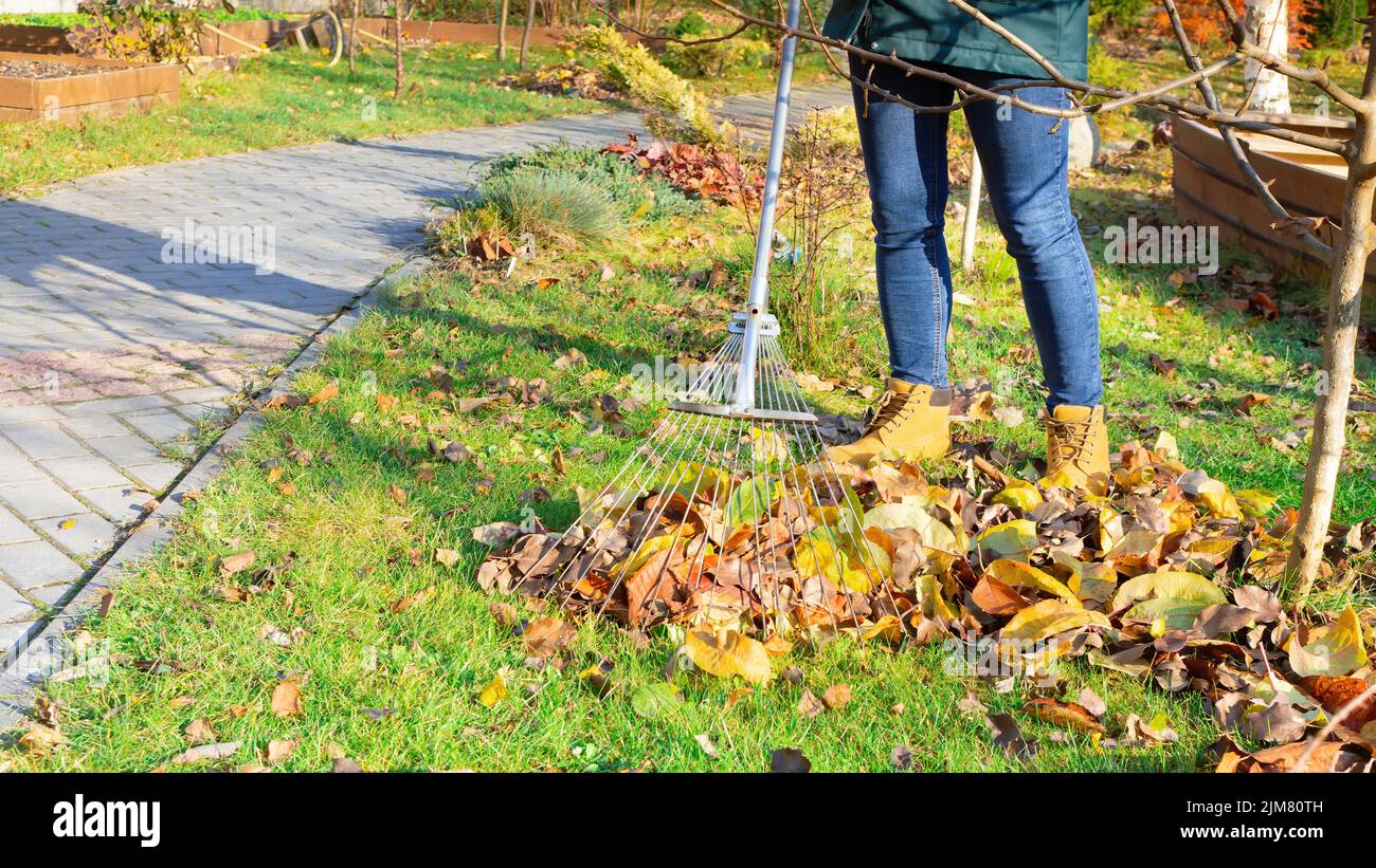 Une femme en Jean ramasse la pelouse des feuilles mortes en automne. Travailler avec un peigne à ventilateur dans un verger. Utilisez un peigne pour enlever les feuilles de la pelouse. Banque D'Images