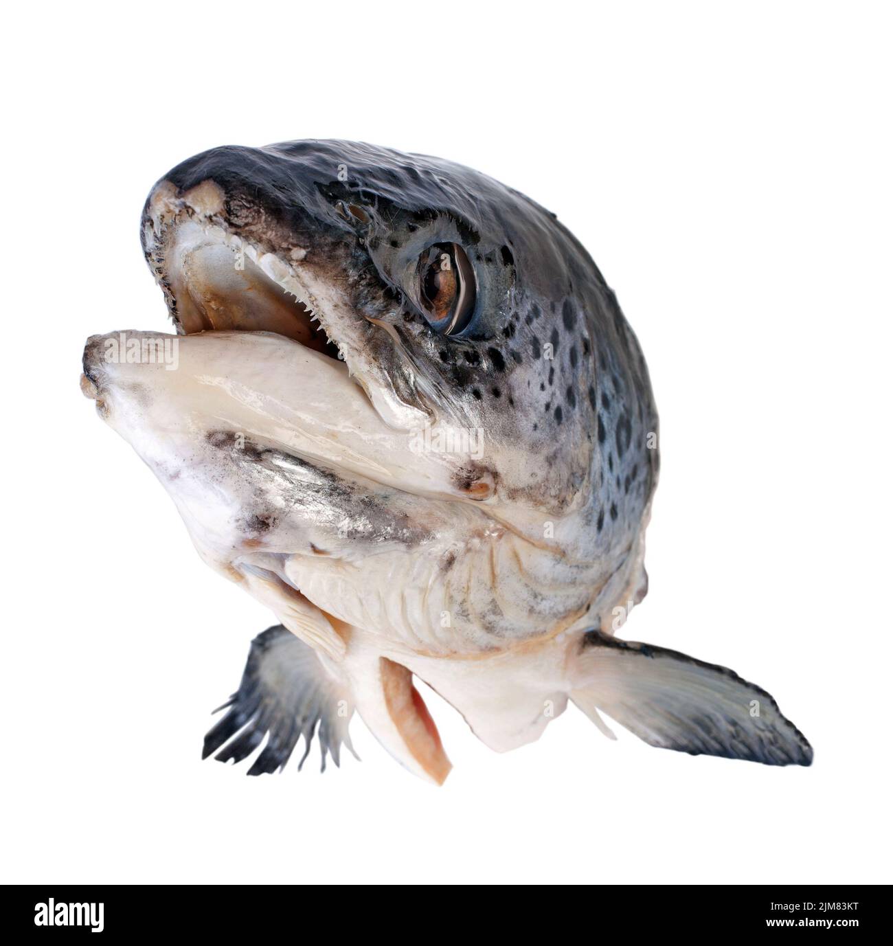 Tête de saumon Banque D'Images