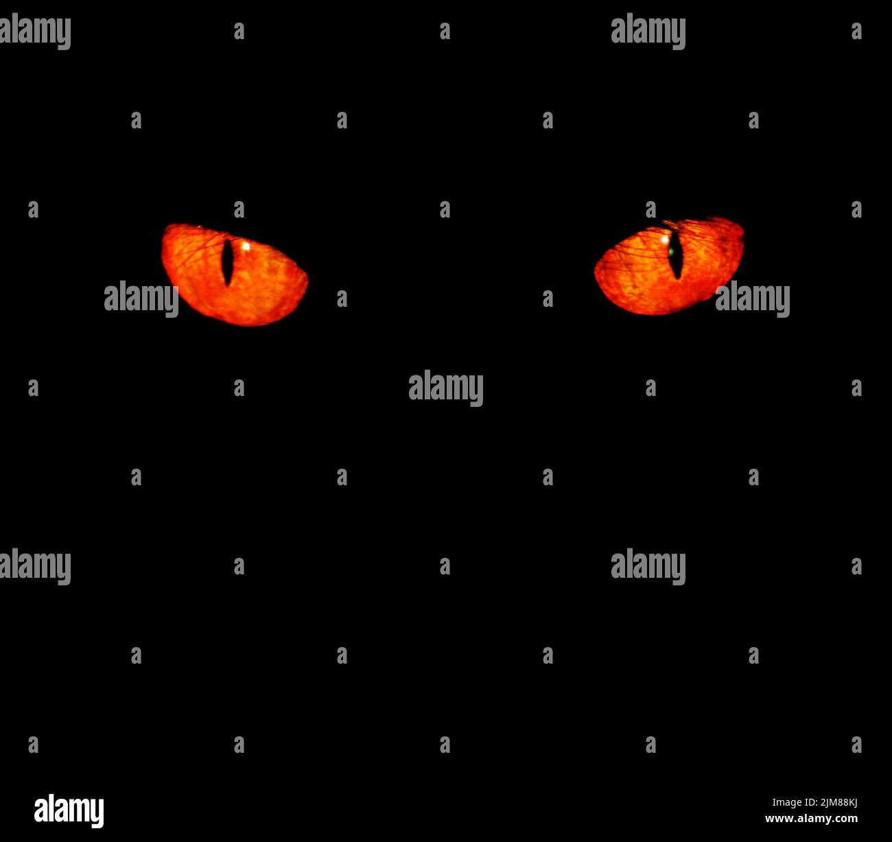 Yeux d'animaux en noir Banque D'Images