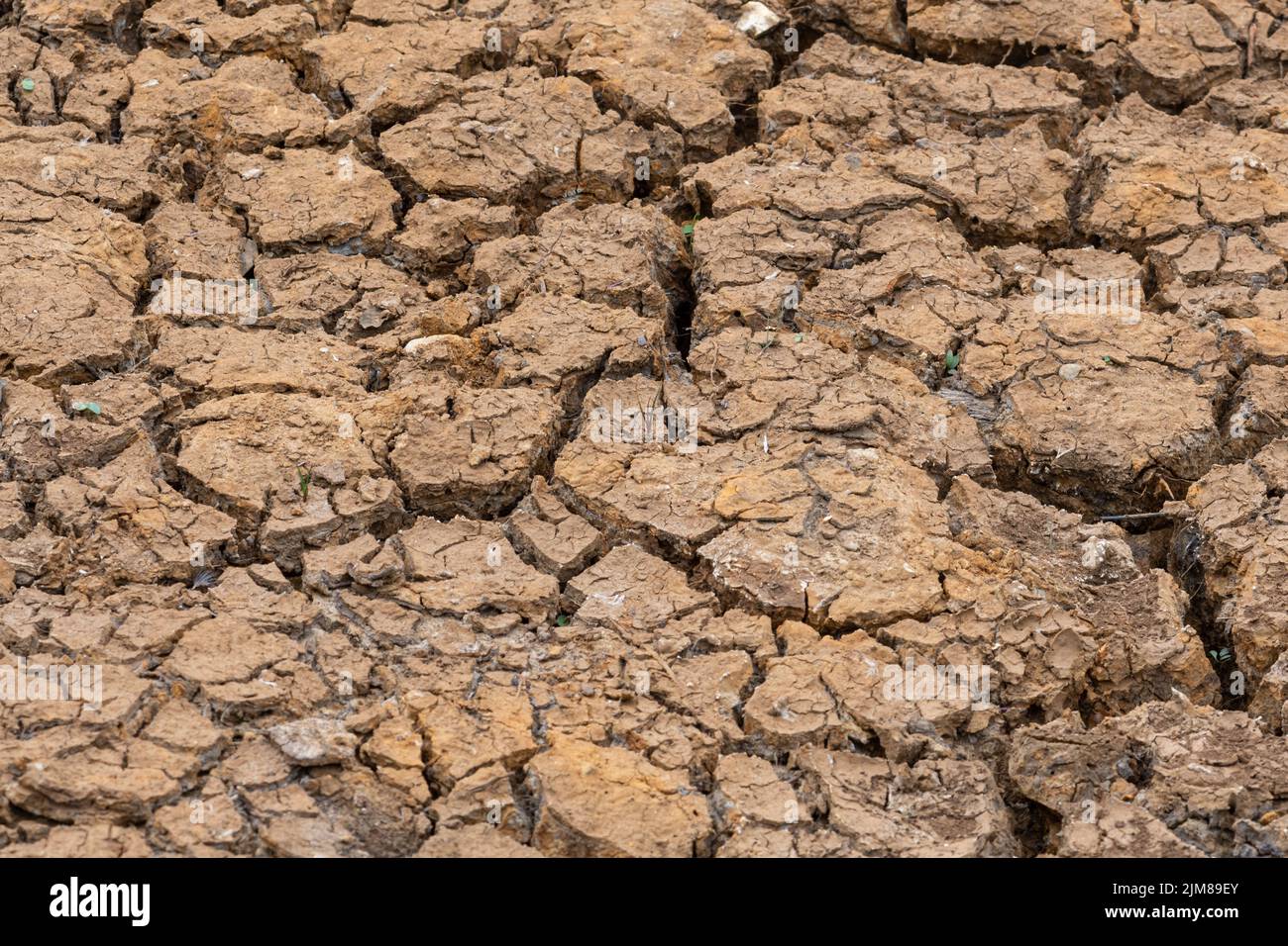 Étang séché, terre craquée, pendant la sécheresse de l'été 2022, Hampshire, Angleterre, Royaume-Uni Banque D'Images