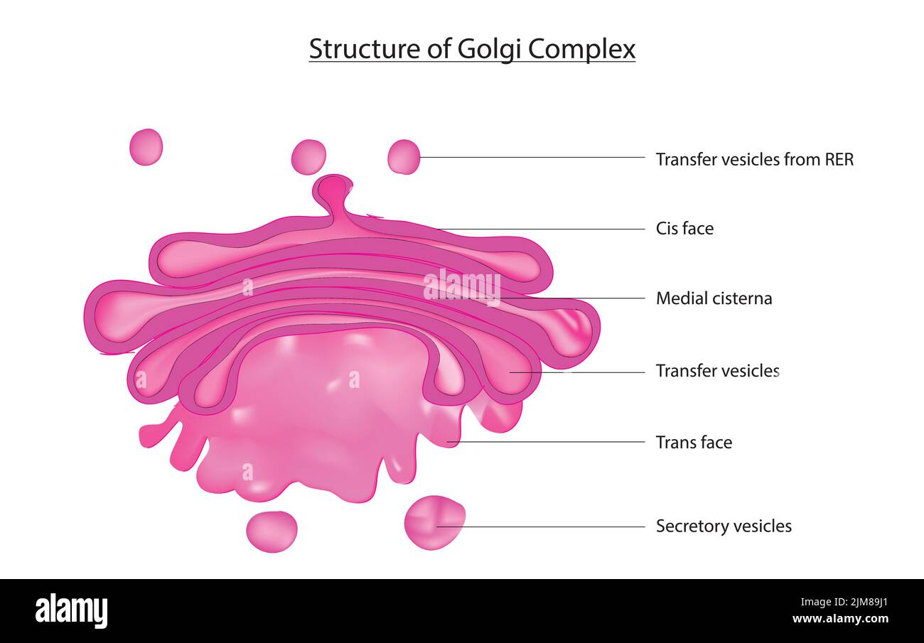 Appareil de golgi schéma Banque d'images vectorielles - Alamy