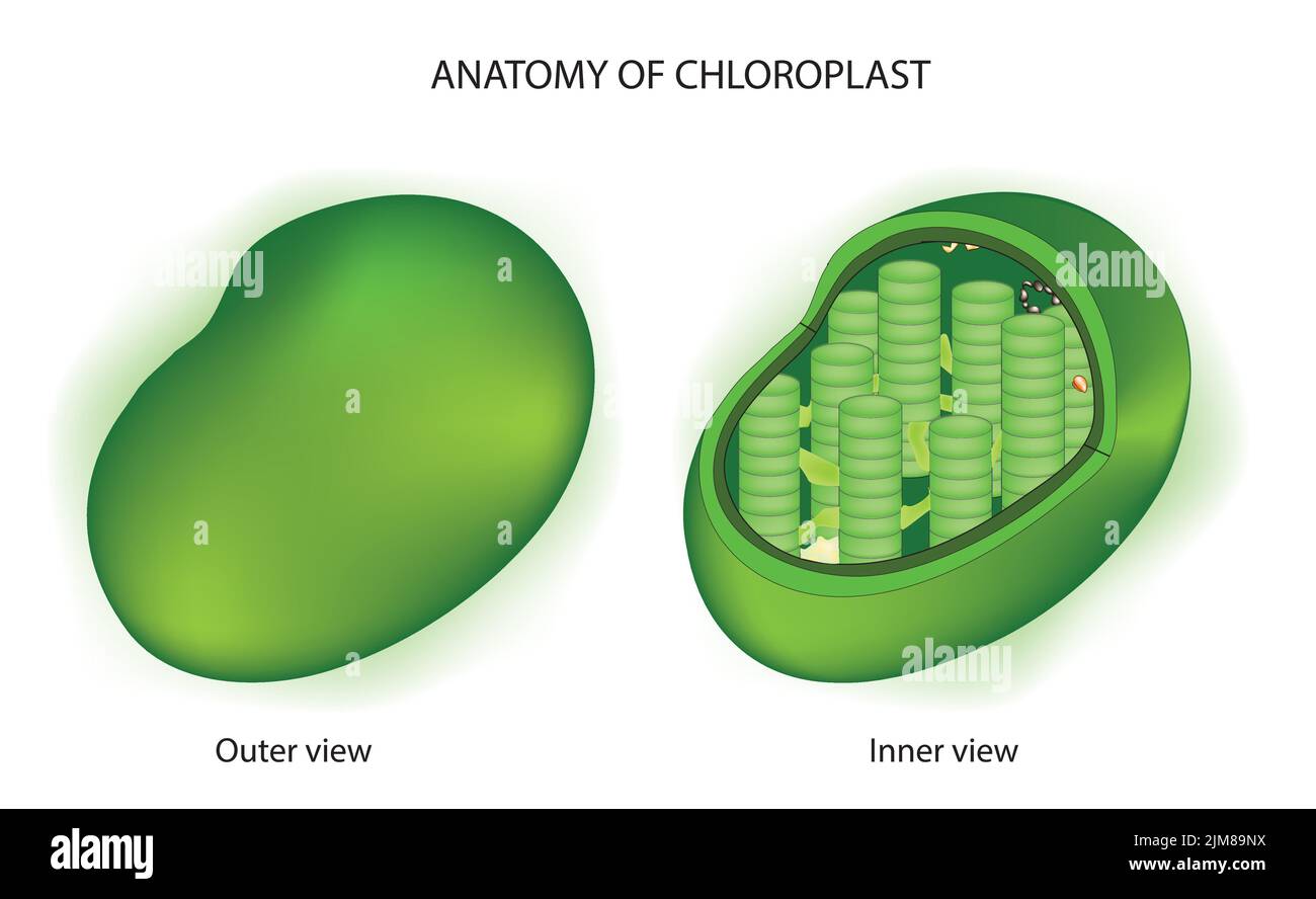 Vue intérieure et extérieure du chloroplaste Illustration de Vecteur