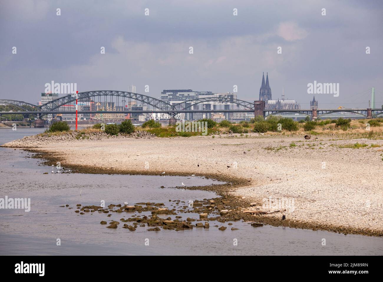 Basse eau du Rhin, 26 juillet 2022, rives du Rhin à Cologne-Poll, vue sur le pont Sud, en arrière-plan le port de Rheinau Banque D'Images