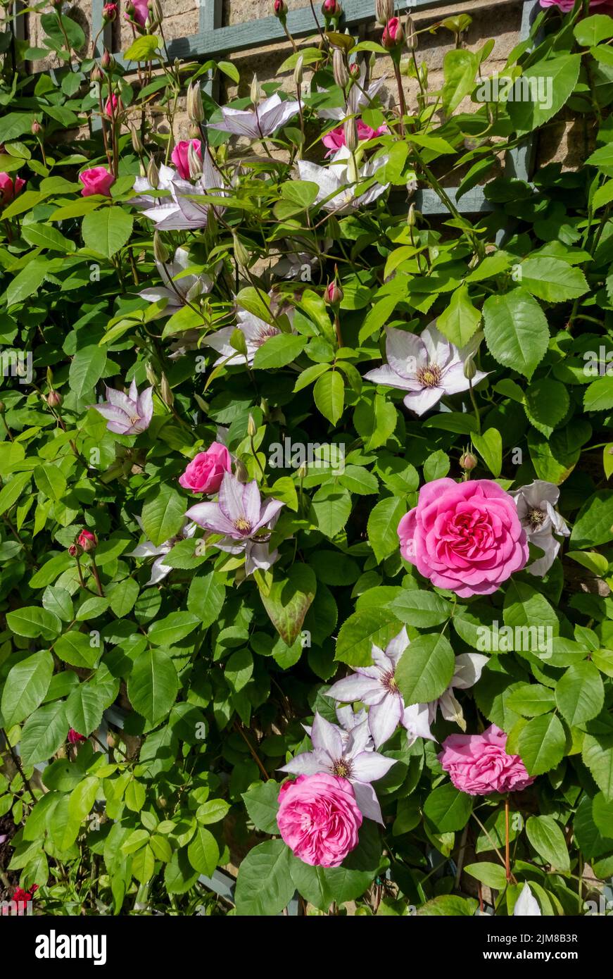 Gros plan de la rose "Gertrude Jekyll" et de la clematis "Amaritan JO" grimpeur sur un mur de trellis fleurs fleurir dans le jardin en été UK Banque D'Images