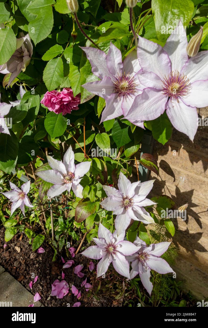 Gros plan de grimpant Clematis 'Samaritan JO' fleurs de plante fleurissant sur une clôture en treillis sur un mur dans le jardin en été Angleterre Royaume-Uni Grande-Bretagne Banque D'Images
