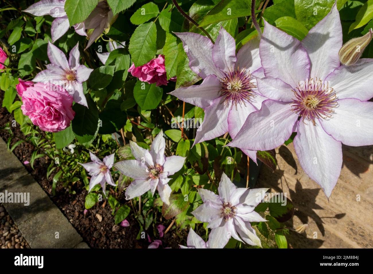 Gros plan des fleurs de plante grimpante clématites 'Samaritan JO' fleurissant sur le mur de clôture en treillis dans le jardin en été Angleterre Royaume-Uni Grande-Bretagne Banque D'Images
