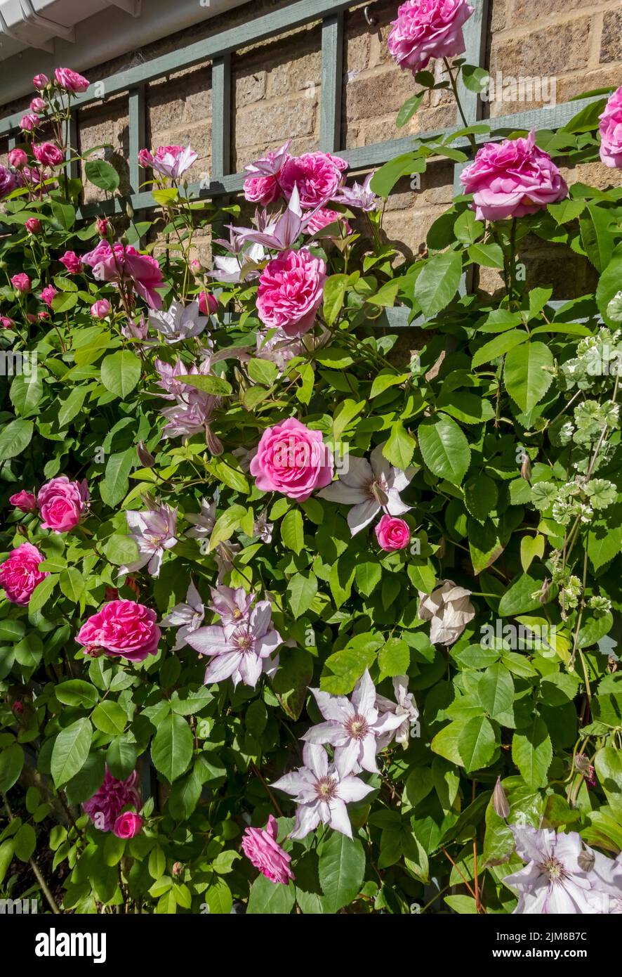 Rose rose «Gertrude Jekyll» et clematis «Samaritan JO» grimpant sur le trelis sur un mur fleurs fleurir dans le jardin été Angleterre Royaume-Uni Banque D'Images