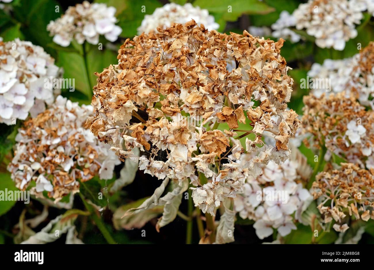 fleurs d'hortensia blanches séchées dans le jardin anglais, norfolk, angleterre Banque D'Images