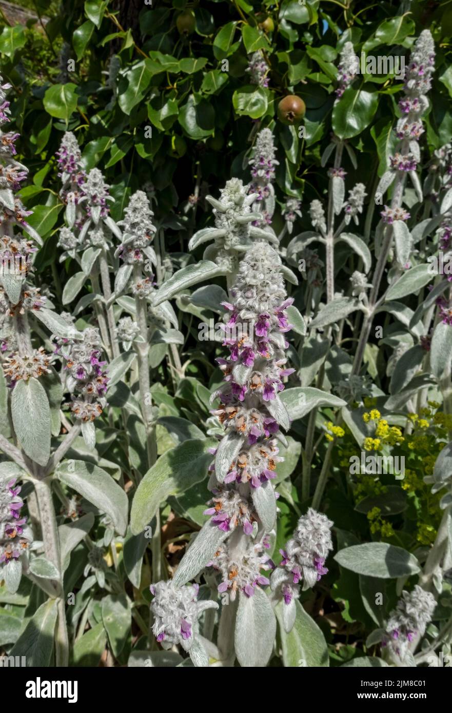 Gros plan des fleurs d'oreille d'agneau 'Silver Carpet' (Stachys byzantina) dans les plantes de jardin cottage en été Angleterre Royaume-Uni GB Grande-Bretagne Banque D'Images